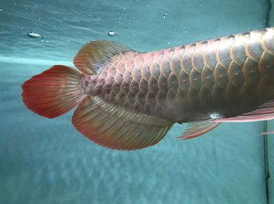 龍魚(yú)喂食就脫肛停食就好（如何治療龍魚(yú)脫肛）