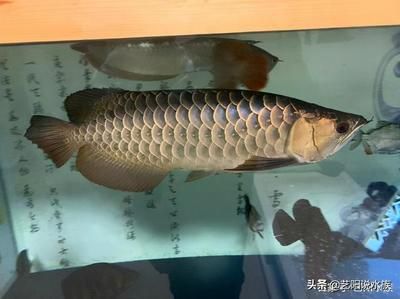 龍魚頭上撞傷了一點(diǎn)怎么辦（當(dāng)龍魚頭部受到撞擊時(shí)）