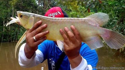 龍魚往水下游怎么回事（龍魚在水下游動可能由多種因素引起龍魚表現(xiàn)出異常行為） 龍魚百科 第5張