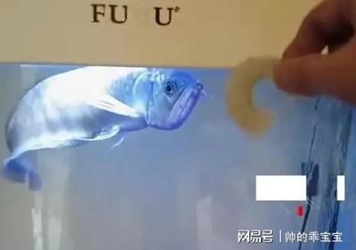 龍魚意外死亡什么原因（龍魚意外死亡可能由多種因素引起，龍魚的意外死亡可能由多種因素引起）