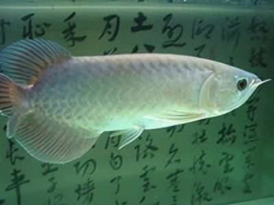 龍魚(yú)意外死亡什么原因（龍魚(yú)意外死亡可能由多種因素引起，龍魚(yú)的意外死亡可能由多種因素引起） 龍魚(yú)百科 第5張