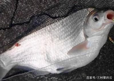 龍魚眼充血怎么治（龍魚眼充血可能由多種因素引起，治療方法需要根據(jù)不同原因進(jìn)行調(diào)整） 龍魚百科 第1張