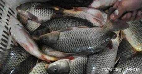 龍魚眼充血怎么治（龍魚眼充血可能由多種因素引起，治療方法需要根據(jù)不同原因進(jìn)行調(diào)整） 龍魚百科 第5張