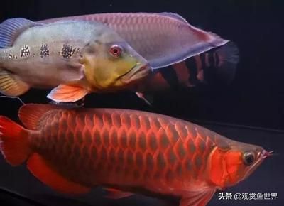 龍魚有冷水的品種嗎？（冷水龍魚有冷水的品種嗎？） 龍魚百科 第4張