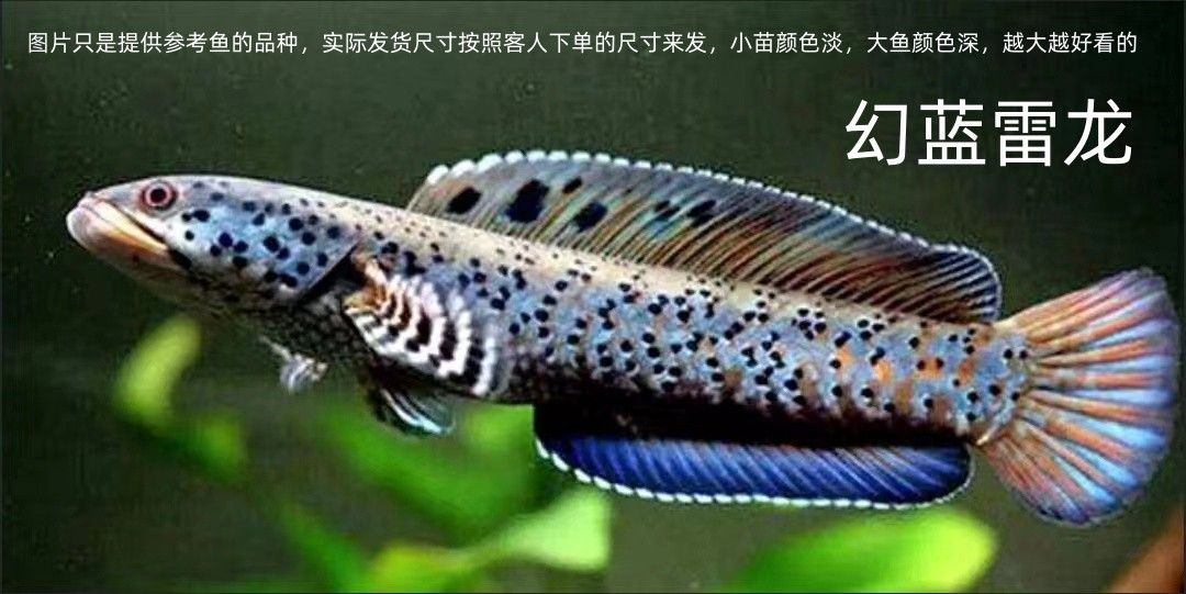 龍魚有冷水的品種嗎？（冷水龍魚有冷水的品種嗎？） 龍魚百科 第2張