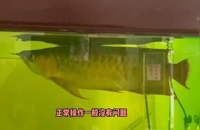 龍魚夏天顏色變淺（龍魚在夏季顏色變淺可能由多種因素引起） 龍魚百科 第2張