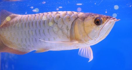 龍魚夏天顏色變淺（龍魚在夏季顏色變淺可能由多種因素引起） 龍魚百科 第3張