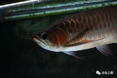 龍魚喂蝦需要去殼嗎（龍魚喂蝦需要去殼嗎龍魚喂蝦需要去殼嗎正確處理方法） 龍魚百科 第5張