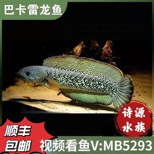 龍魚一個眼鏡有鼓泡怎么回事（龍魚眼睛出現鼓泡可能是由多種因素引起的，龍魚眼睛鼓泡怎么回事） 龍魚百科 第4張