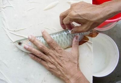 龍魚(yú)芯片是什么意思（龍魚(yú)芯片是什么意思龍魚(yú)芯片是什么意思） 龍魚(yú)百科 第1張