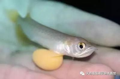 龍魚眼球變白（龍魚眼球變白可能是由多種因素引起的） 龍魚百科 第4張