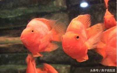 龍魚鸚鵡地圖混養(yǎng)（龍魚、鸚鵡魚可以混養(yǎng)嗎？） 龍魚百科 第1張