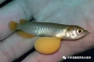 龍魚游泳斜著怎么回事（龍魚游泳斜著可能由多種原因引起以下原因及其對(duì)應(yīng)的解決辦法） 龍魚百科 第1張