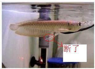 龍魚魚鰭長一層白膜怎么回事（龍魚魚鰭長一層白膜怎么回事龍魚魚鰭長一層白膜怎么辦）