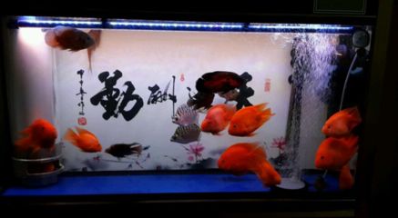 龍魚(yú)鸚鵡魚(yú)戰(zhàn)船哪個(gè)好養(yǎng)？（龍魚(yú)、鸚鵡魚(yú)和戰(zhàn)船魚(yú)各有其飼養(yǎng)特點(diǎn)和難度） 龍魚(yú)百科 第3張