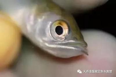 龍魚喜歡大水流嗎（適當控制魚缸中的水流,龍魚喜歡大水流嗎，）