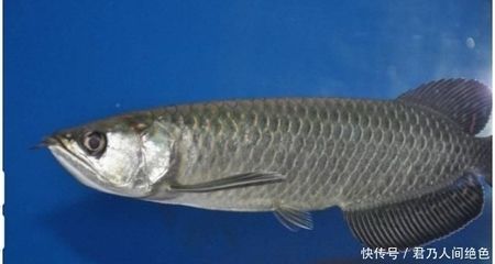 龍魚咬其他魚怎么辦（澳洲星點(diǎn)龍魚咬魚的養(yǎng)魚過程中要注意什么，龍魚咬魚的飼養(yǎng)方法）