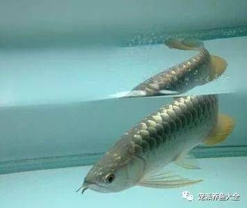 龍魚有老頭魚嗎（探討龍魚是否有老頭魚之前需要明確什么是老頭魚） 龍魚百科 第5張