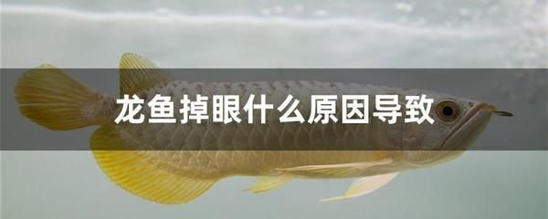 龍魚小夜燈的正確安裝（龍魚小夜燈安裝在魚缸頂部的蓋子上，能吸引龍魚的注意） 龍魚百科 第2張