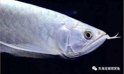 龍魚(yú)胸鰭有疙瘩（龍魚(yú)胸鰭出現(xiàn)疙瘩可能由多種原因引起） 龍魚(yú)百科 第2張