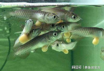 龍魚一直在魚缸上面游動（龍魚一直在魚缸上面游動是什么原因？） 龍魚百科 第2張