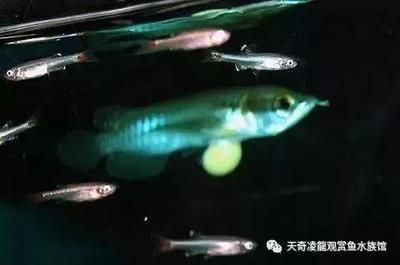 龍魚一直在魚缸上面游動（龍魚一直在魚缸上面游動是什么原因？） 龍魚百科 第3張