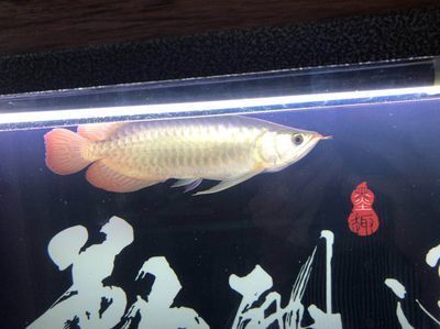 龍魚喂小活魚好還是冷凍的好（在飼養(yǎng)龍魚時，喂食小活魚和冷凍魚苗都是常見的喂食方式）