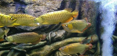 龍魚魚鱗上有黑點（龍魚魚鱗上出現(xiàn)黑點可能由多種因素引起，可能是多種因素引起） 龍魚百科 第3張