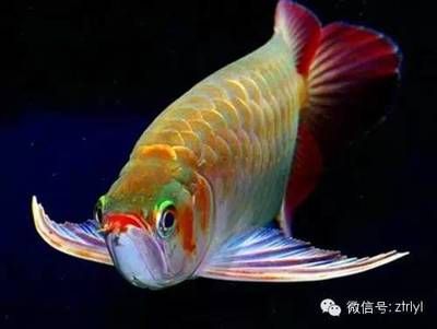 龍魚有多重（世界上最大的龍躉魚體重與體長有關(guān)，一米長的紅龍魚有多重） 龍魚百科 第4張