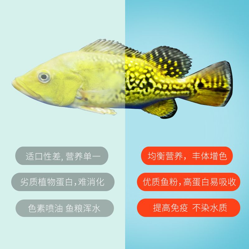 龍魚(yú)吸收營(yíng)養(yǎng)先長(zhǎng)哪里（幼魚(yú)期的龍魚(yú)吸收營(yíng)養(yǎng)先長(zhǎng)哪里龍魚(yú)吸收營(yíng)養(yǎng)先長(zhǎng)哪里） 龍魚(yú)百科 第4張