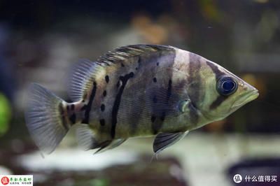 龍魚眼睛上有絮狀物（龍魚眼睛上出現(xiàn)絮狀物怎么辦） 龍魚百科 第4張