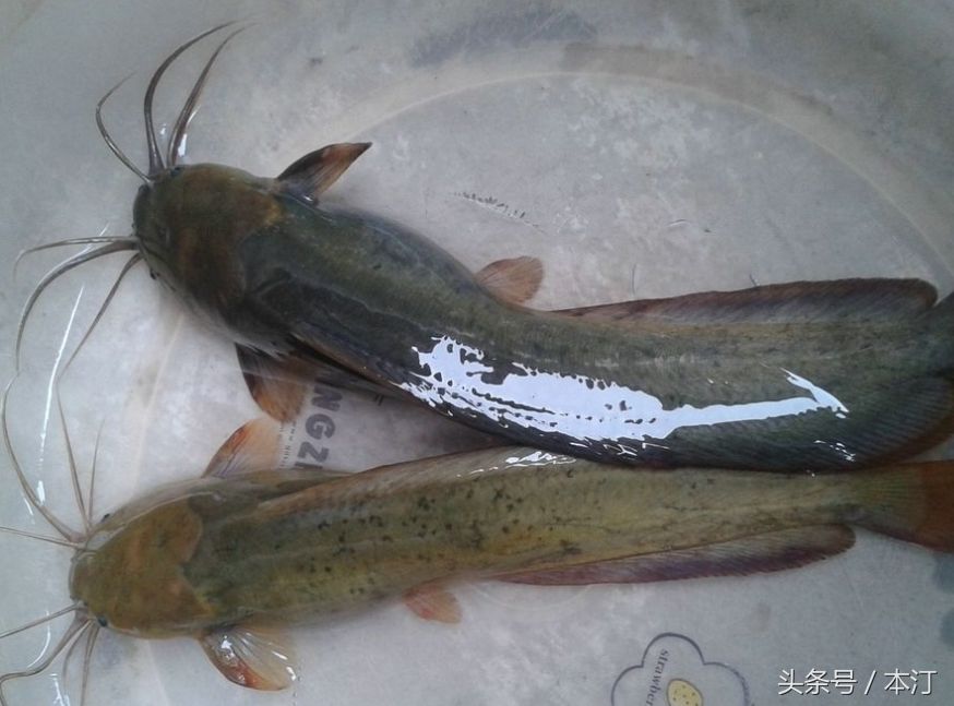 龍魚魚身彎（龍魚身體彎曲怎么辦） 龍魚百科 第2張