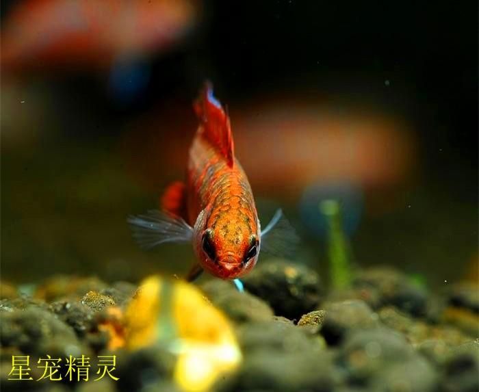 龍魚(yú)一點(diǎn)也不像龍（為什么龍魚(yú)被稱為“龍魚(yú)”？）