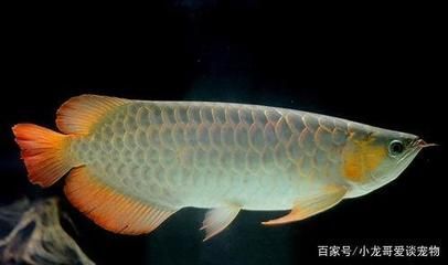 龍魚有傷口能用土霉素嗎（龍魚有傷口能用土霉素嗎龍魚有傷口能用嗎） 龍魚百科 第3張