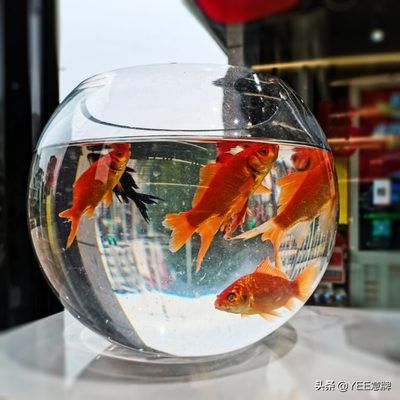 龍魚眼眼睛起白膜是怎么回事（龍魚眼眼睛起白膜是怎么回事龍魚眼眼睛起白膜是怎么回事） 龍魚百科 第5張