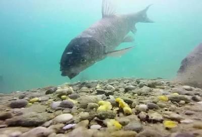 龍魚嘴巴一張一合是正常嗎（龍魚嘴巴一張一合是正常嗎龍魚嘴巴一合是正常嗎）