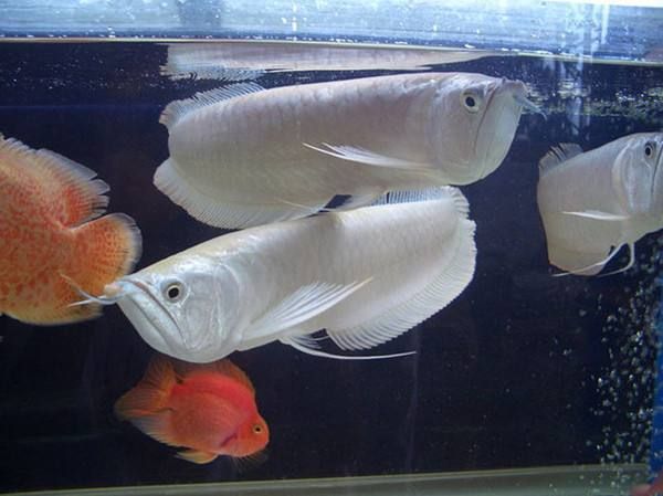 龍魚總?cè)ニ逑涑鲅h(huán)水處,怎么了？（龍魚總?cè)ニ逑涑鲅h(huán)水處,怎么了?）