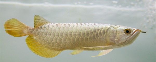 龍魚嘴角有白色絮狀物（龍魚嘴角出現白色絮狀物可能由多種原因引起，獸醫(yī)介入） 龍魚百科 第2張