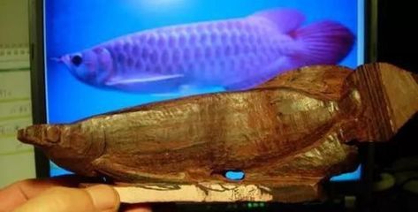 龍魚只吃小活魚怎么辦（龍魚只吃小活魚怎么辦龍魚只吃小活魚怎么辦） 龍魚百科 第5張