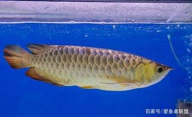 龍魚(yú)運(yùn)輸會(huì)不會(huì)變色（龍魚(yú)在運(yùn)輸過(guò)程中會(huì)不會(huì)變色） 龍魚(yú)百科 第2張