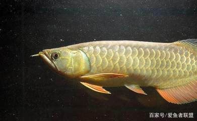 龍魚(yú)運(yùn)輸會(huì)不會(huì)變色（龍魚(yú)在運(yùn)輸過(guò)程中會(huì)不會(huì)變色） 龍魚(yú)百科 第4張