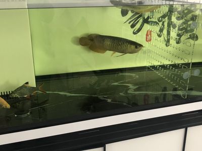 龍魚粘液癥（龍魚粘液癥怎么辦） 龍魚百科 第3張