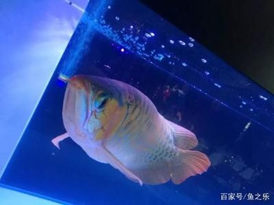 龍魚(yú)展會(huì)（2024第二十八屆中國(guó)（山東）國(guó)際寵物水族用品）