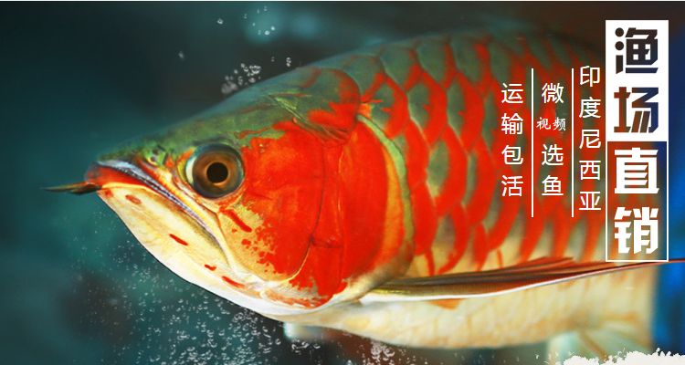 龍魚運(yùn)輸中掉一片鱗片會(huì)影響生命嗎嗎（龍魚在運(yùn)輸中掉一片鱗片會(huì)影響生命嗎）