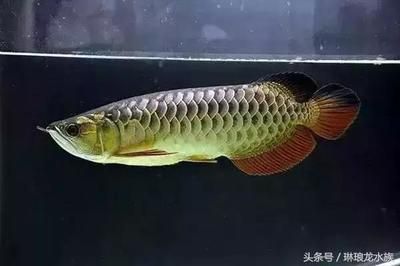 龍魚(yú)運(yùn)輸中掉一片鱗片會(huì)影響生命嗎嗎（龍魚(yú)在運(yùn)輸中掉一片鱗片會(huì)影響生命嗎） 龍魚(yú)百科 第2張