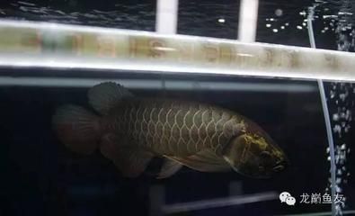 龍魚在馬來西亞貴不貴（龍魚在馬來西亞貴不貴龍魚在馬來西亞的價(jià)格因品種和品相而異）