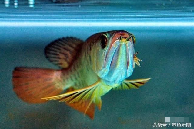 龍魚(yú)嘴巴撞爛了怎么辦加多少鹽（龍魚(yú)嘴巴撞爛了怎么辦）