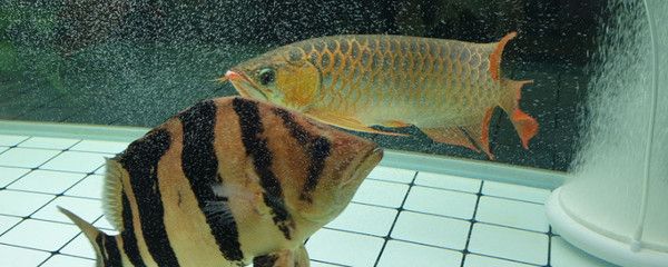 龍魚把女王吃了（女王被龍魚吃掉后，王國發(fā)生了什么變化，） 水族問答 第5張