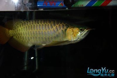 龍魚之巔論壇（龍魚之巔論壇推出移動(dòng)端養(yǎng)魚交流平臺(tái)——） 龍魚百科 第5張