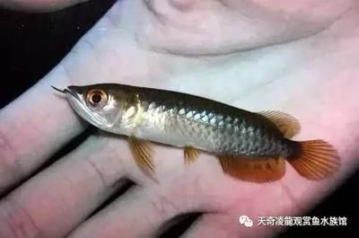 龍魚(yú)張嘴合不上嘴怎么辦（龍魚(yú)張嘴合不上嘴怎么辦龍魚(yú)張嘴合不上嘴可能由多種因素引起） 龍魚(yú)百科 第4張